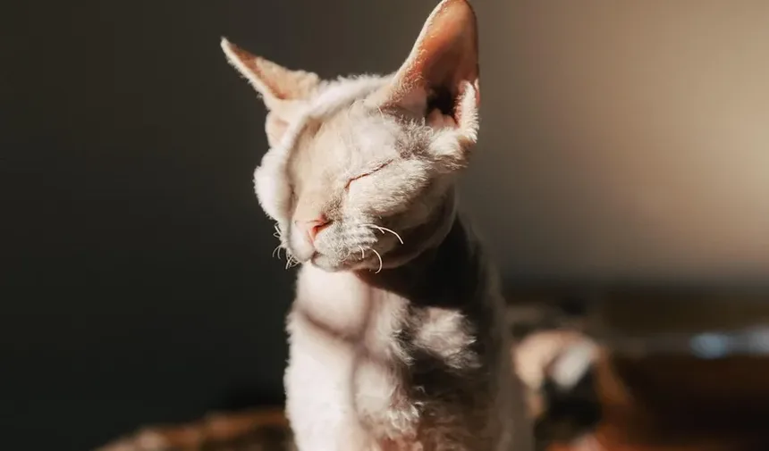 Alimentos Comuns que São Perigosos para Gatos