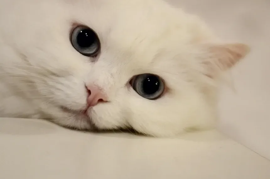 Alimentos Comuns que São Perigosos para Gatos