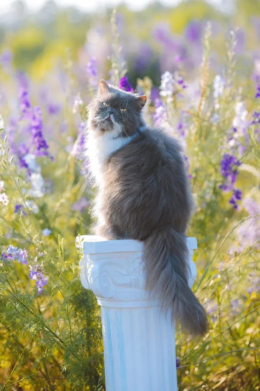 Problemas de Saúde Comuns em Gatos Mais Velhos