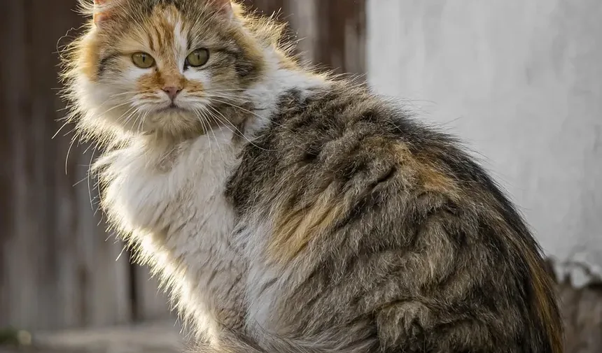 Problemas de Saúde Comuns em Gatos Mais Velhos