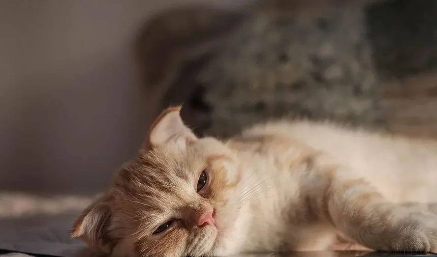 Como Tratar uma Mordida de Gato em Humanos: Um Guia Completo