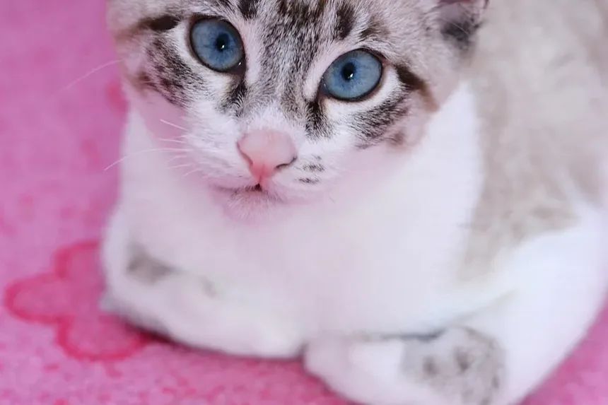Como Tratar uma Mordida de Gato em Humanos: Um Guia Completo