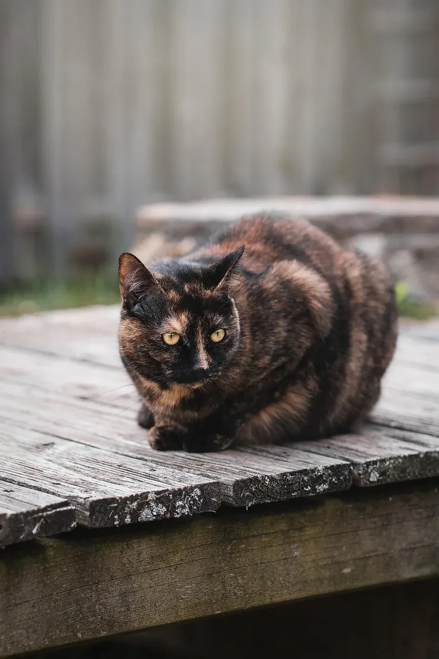 Quanto Tempo Leva para um Arranhão de Gato Cicatrizar?
