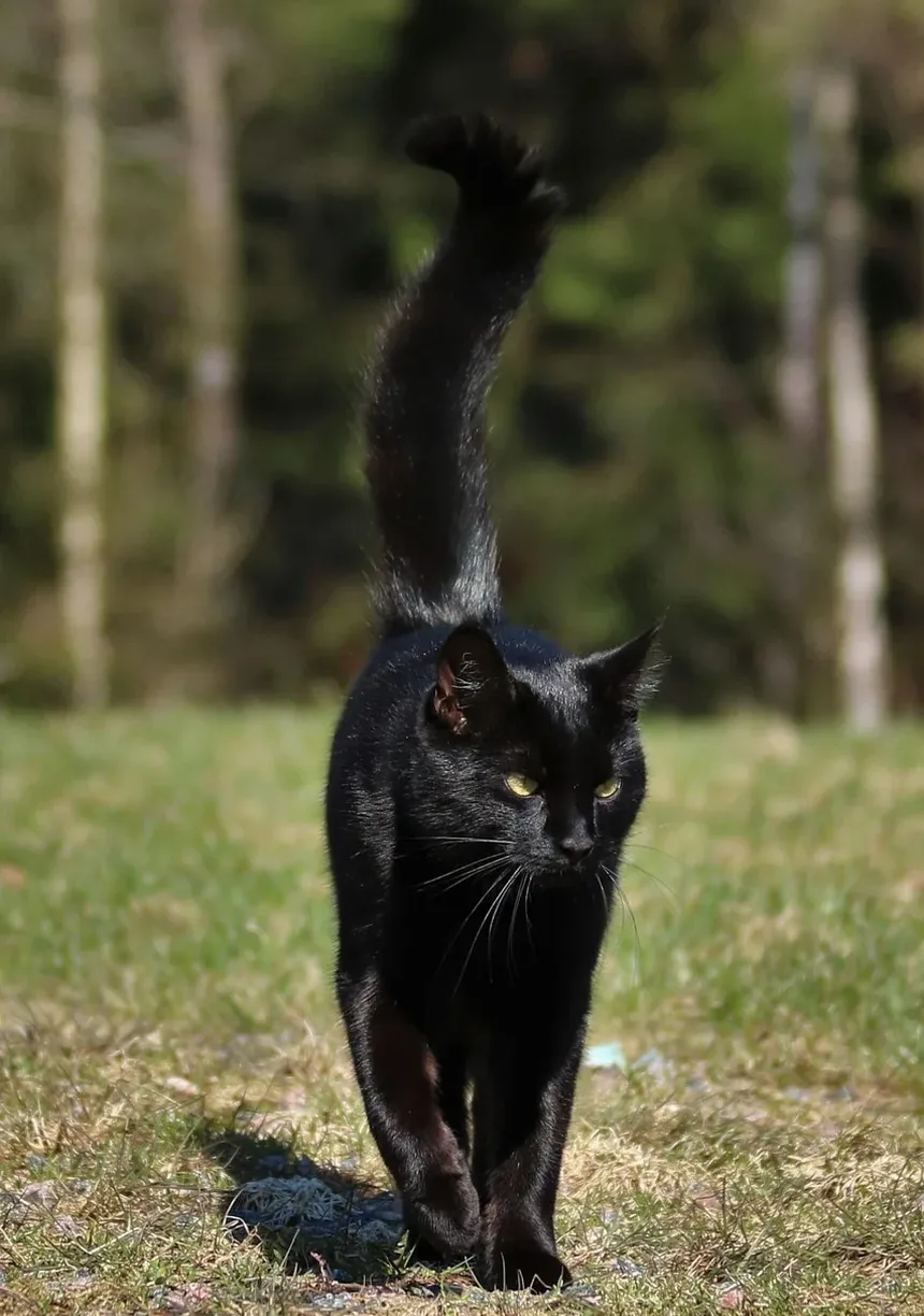 Quanto Tempo Leva para um Arranhão de Gato Cicatrizar?
