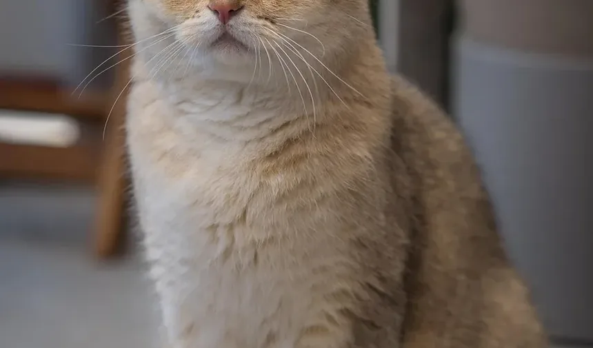 Quanto Tempo Leva para um Arranhão de Gato Cicatrizar?