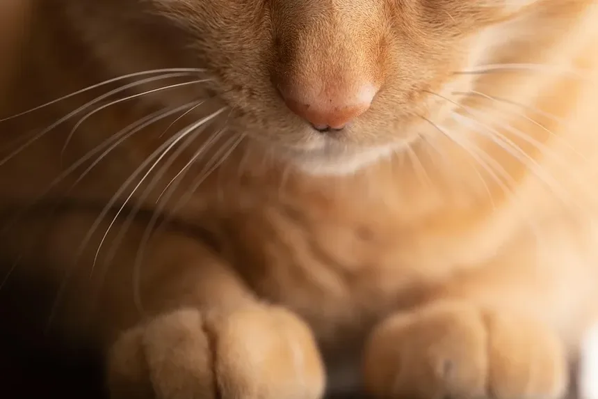 Quanto Tempo Leva para um Arranhão de Gato Cicatrizar?