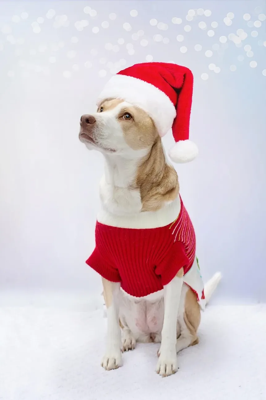 Com que frequência devo dar banho no meu Beagle?
