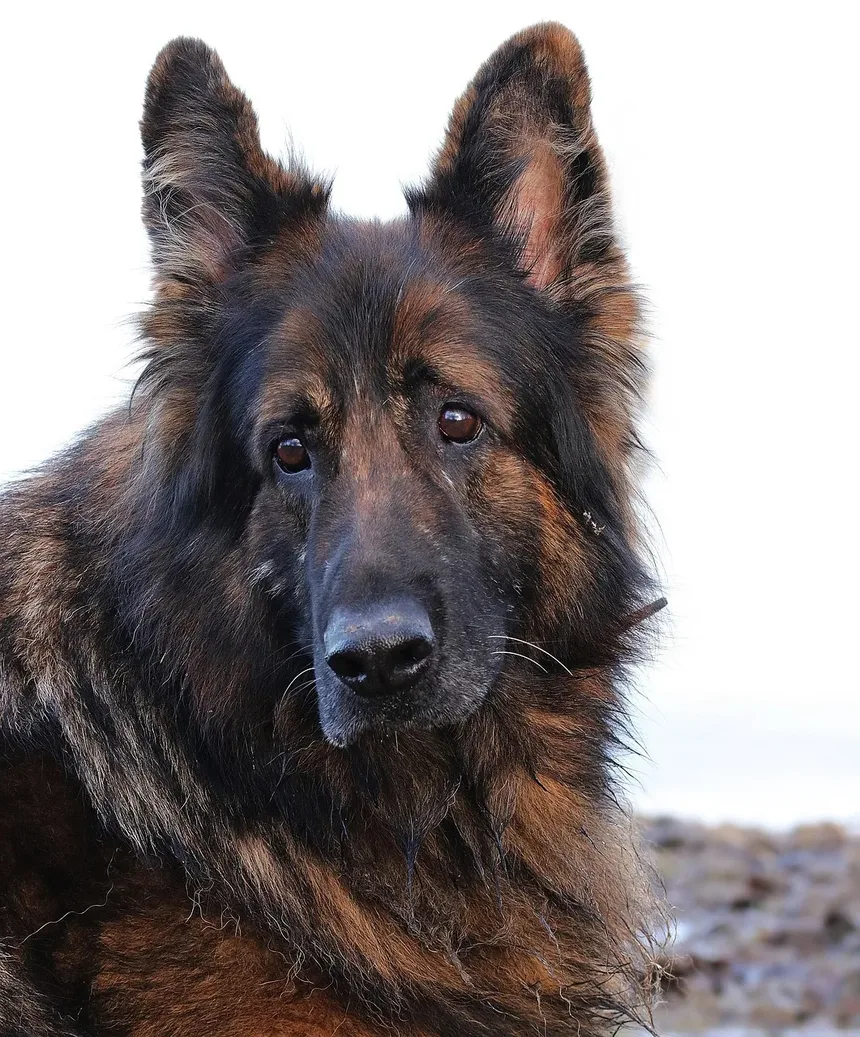 Com que frequência devo dar banho no meu Chihuahua?