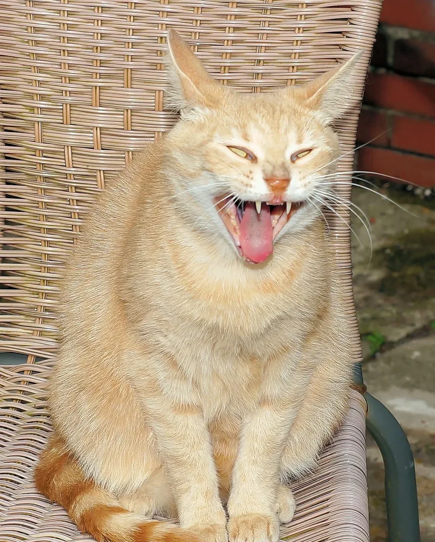 Como Capturar um Gato Feral Ferido: Um Guia Completo