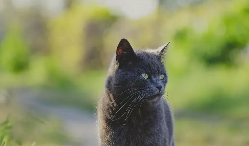 Como Capturar um Gato Feral Ferido: Um Guia Completo