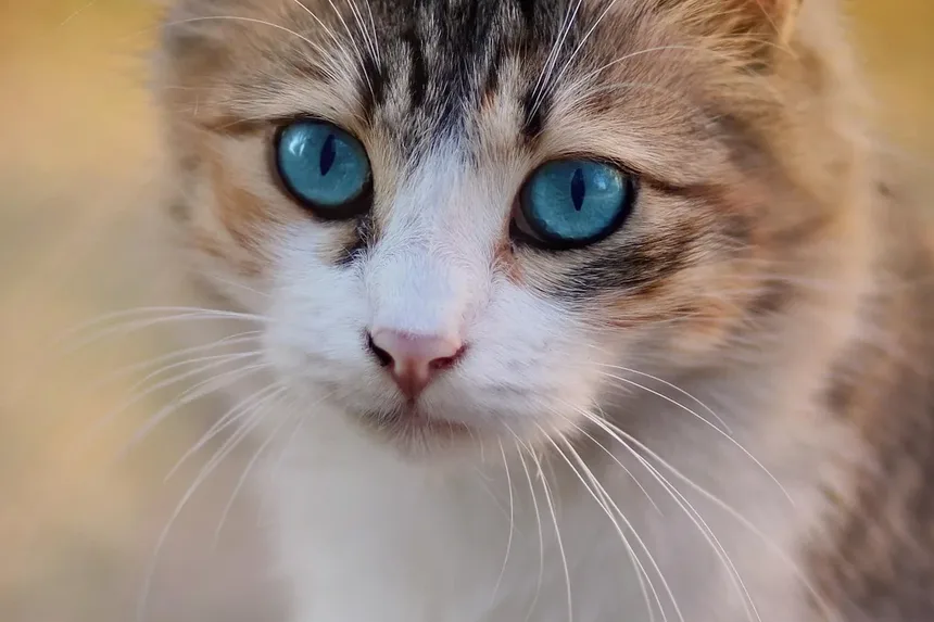 Como Capturar um Gato Feral Ferido: Um Guia Completo