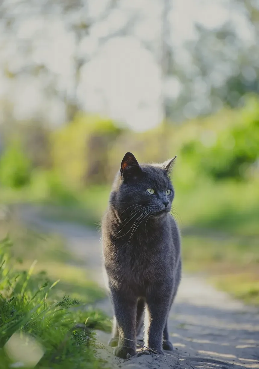 Como Ajudar a Cicatrização de Feridas em Gatos a Ser Mais Rápida
