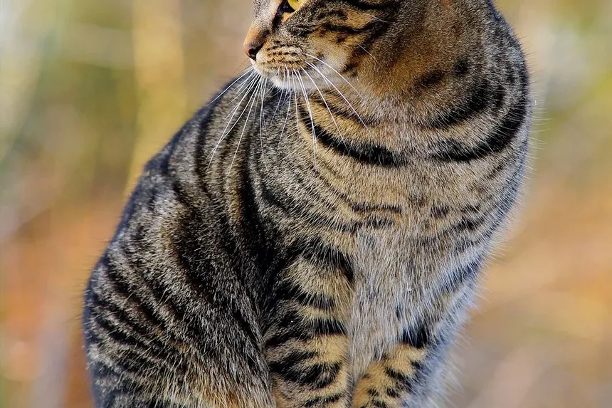 Como Ajudar a Cicatrização de Feridas em Gatos a Ser Mais Rápida
