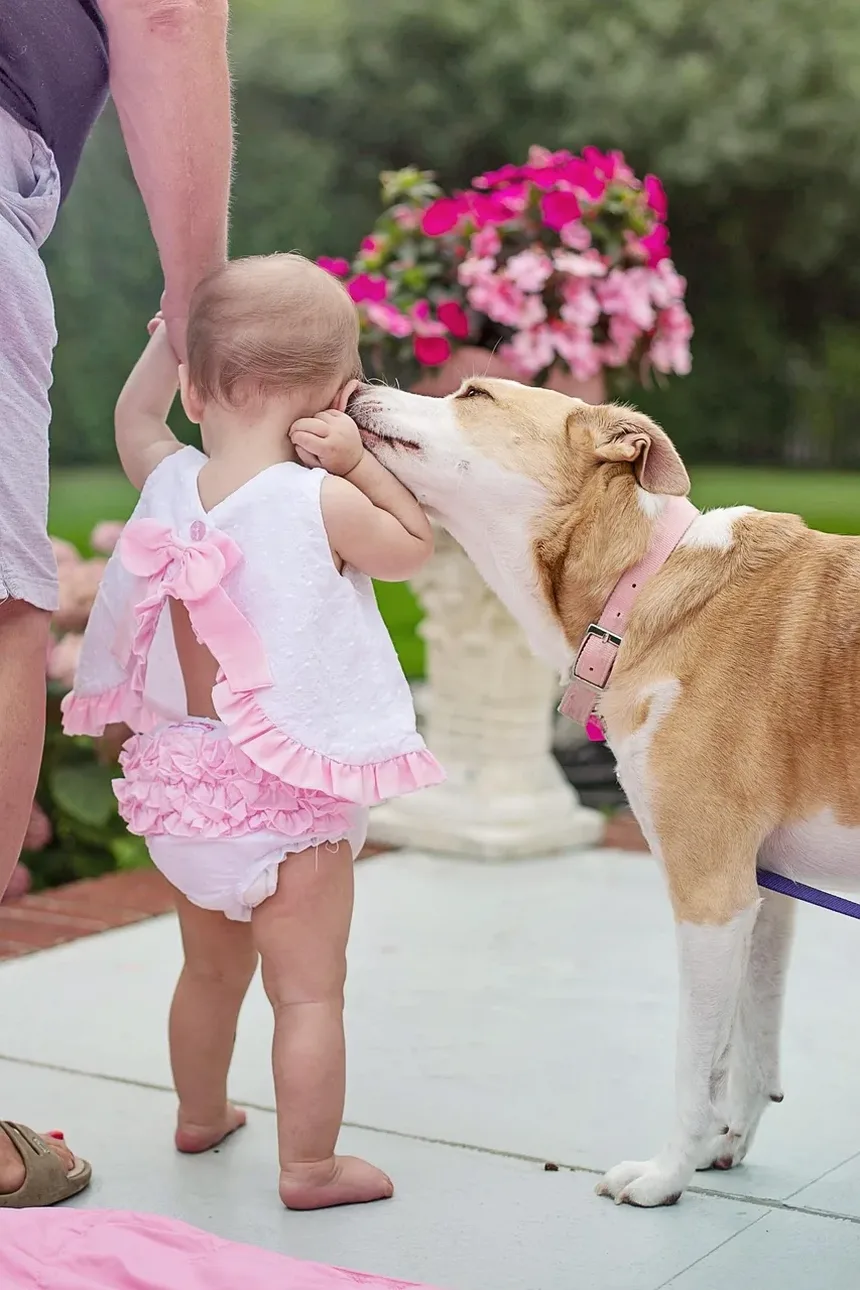 Como Ajudar Cães Idosos com Mau Hálito