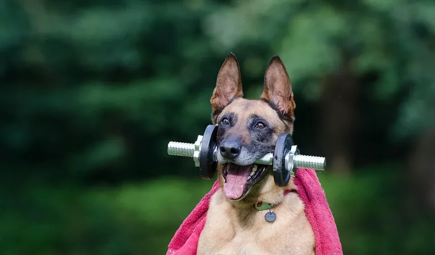 Como Ajudar Cães Idosos com Mau Hálito