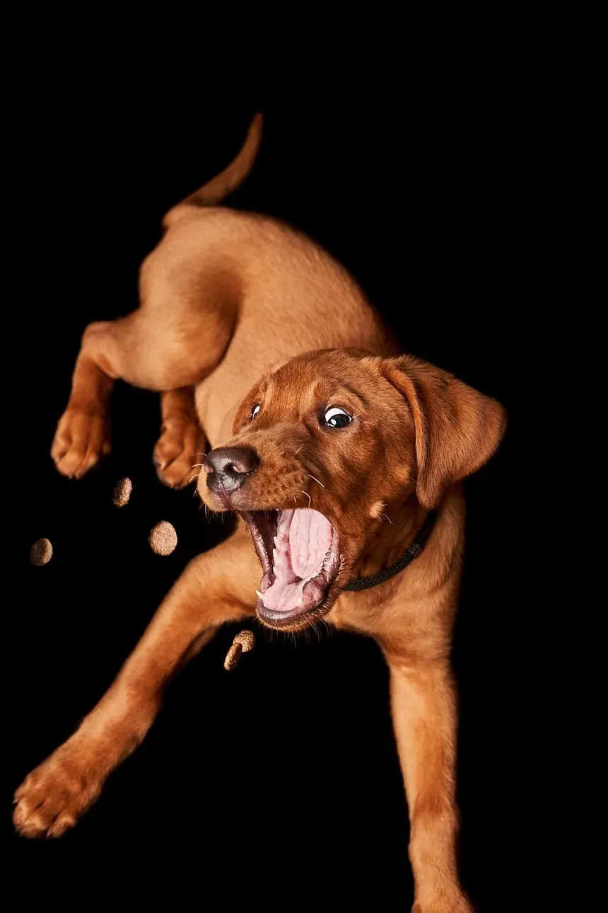 Como Ajudar Cães Idosos a Ganhar Massa Muscular