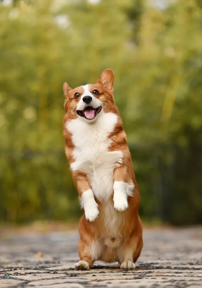 Como Ajudar Cães Idosos a Ganhar Massa Muscular