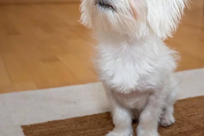 Como Ajudar Cães Idosos a Ganhar Massa Muscular