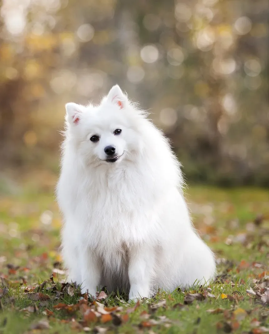 Como Manter um Cão Doente Confortável: Dicas e Estratégias Essenciais