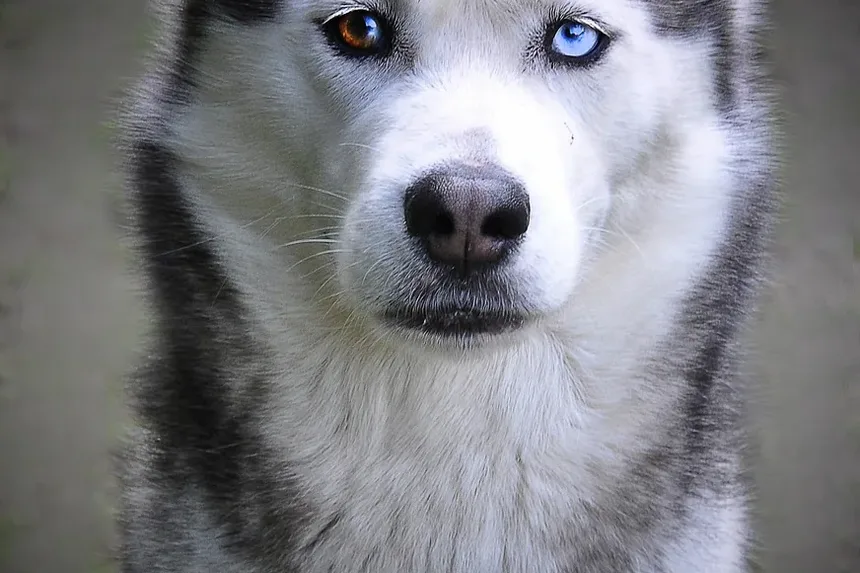 Como Manter um Cão Doente Confortável: Dicas e Estratégias Essenciais