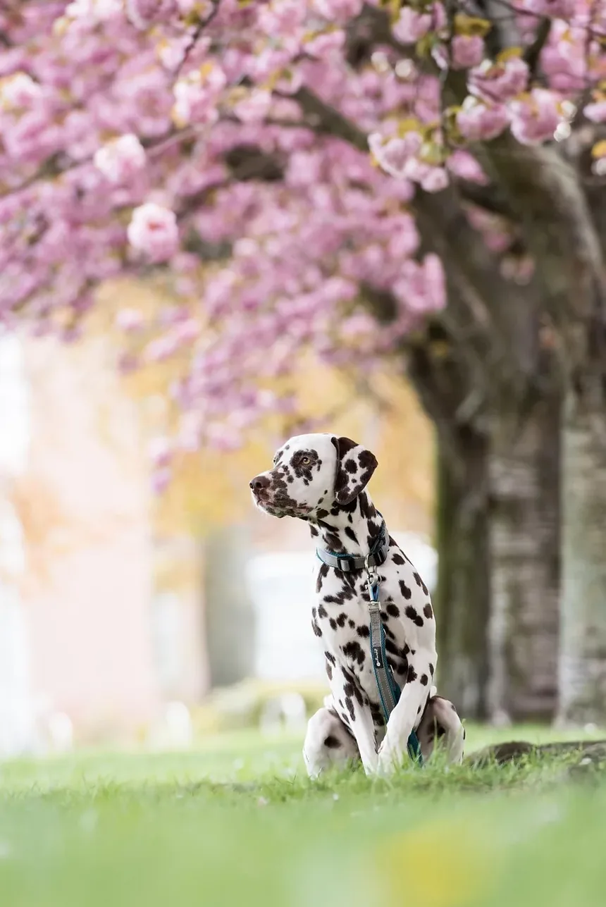 Como Saber se o Seu Cão é Alérgico a Manteiga de Amendoim