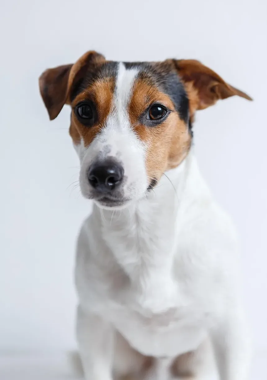 Como Saber se o Seu Cão é Alérgico a Manteiga de Amendoim