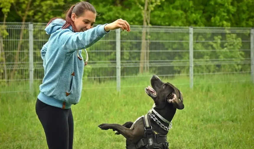 Como Saber se o Seu Cão é Alérgico a Manteiga de Amendoim
