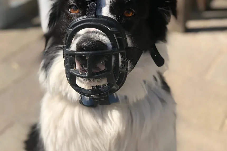 Como Saber se o Seu Cão é Alérgico a Manteiga de Amendoim