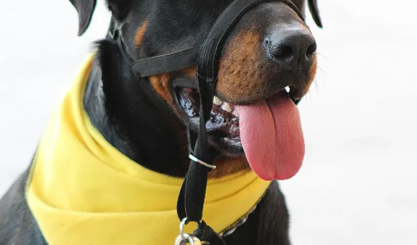 Como Evitar que Seu Cão Vomite pela Manhã