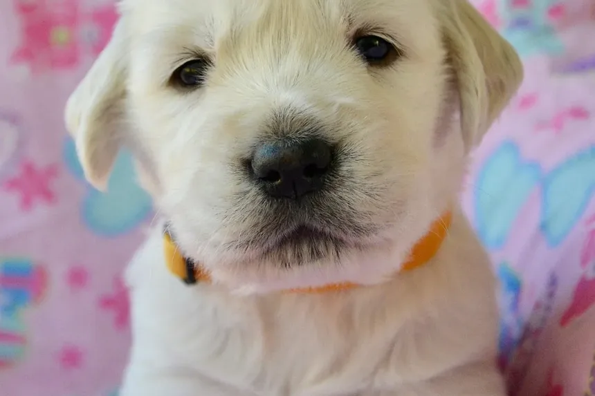 Como Evitar que Seu Cão Vomite pela Manhã