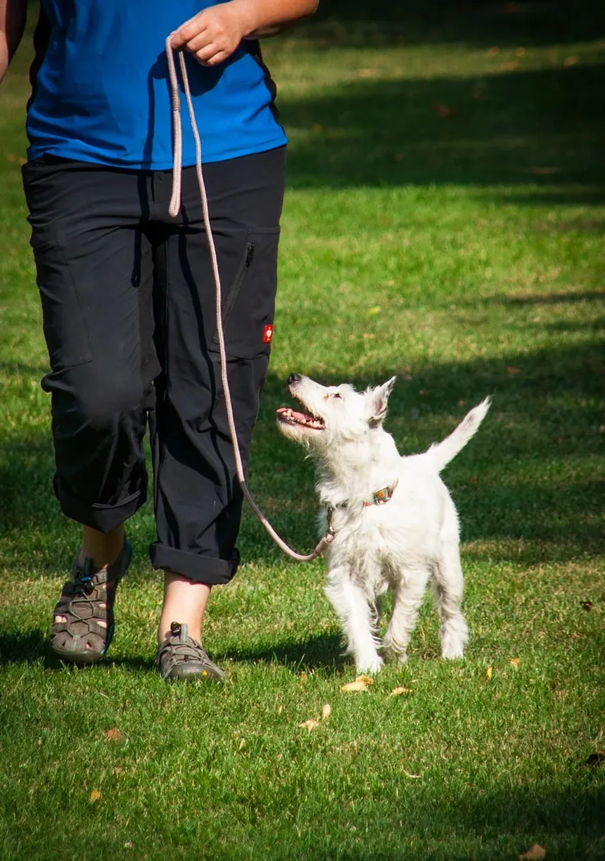 Como Treinar um Gato e um Cão para Conviverem em Harmonia