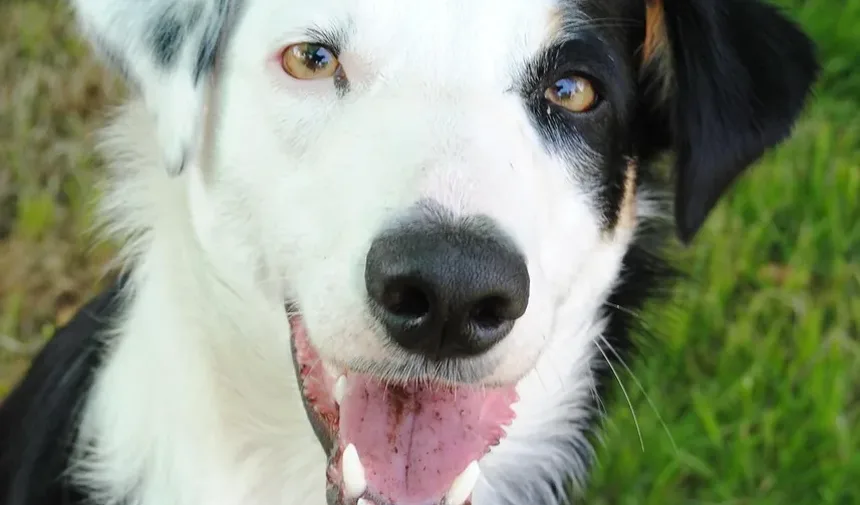 Como Treinar um Gato e um Cão para Conviverem em Harmonia