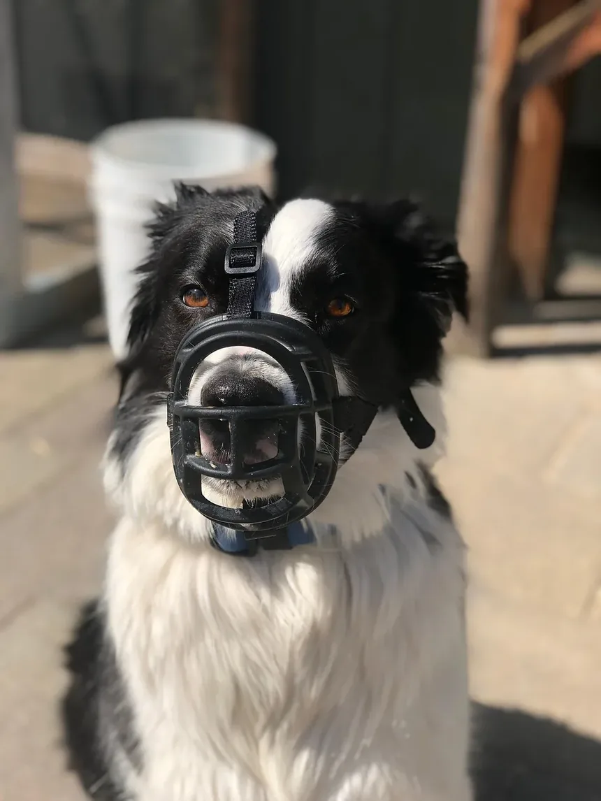 Como Treinar um Filhote para se Tornar um Cão de Terapia