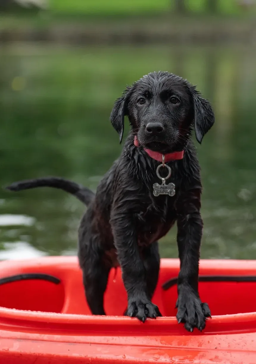 Como Treinar um Filhote para se Tornar um Cão de Terapia