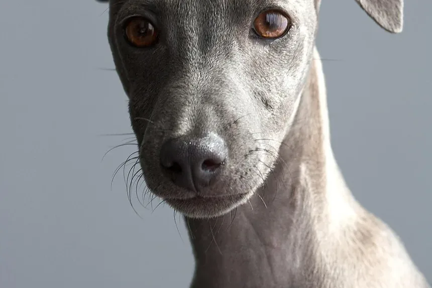 Como Treinar um Filhote para se Tornar um Cão de Terapia