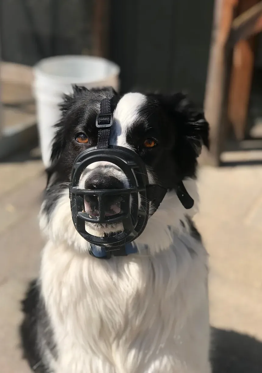 Como Tratar uma Ferida na Orelha do Cão: Um Guia Completo