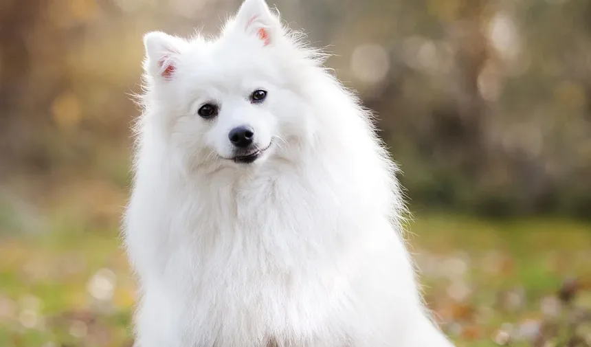 Como Tratar uma Ferida na Orelha do Cão: Um Guia Completo