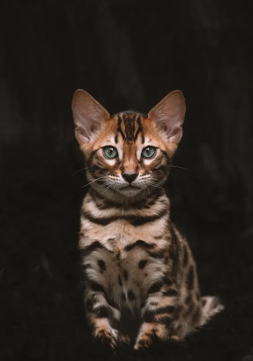 Como Tratar Alergias em Gatos: Um Guia Abrangente