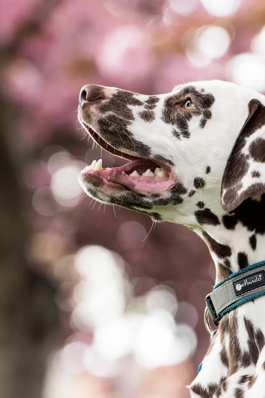 Efeitos Colaterais da Vacina contra Leptospirose para Cães