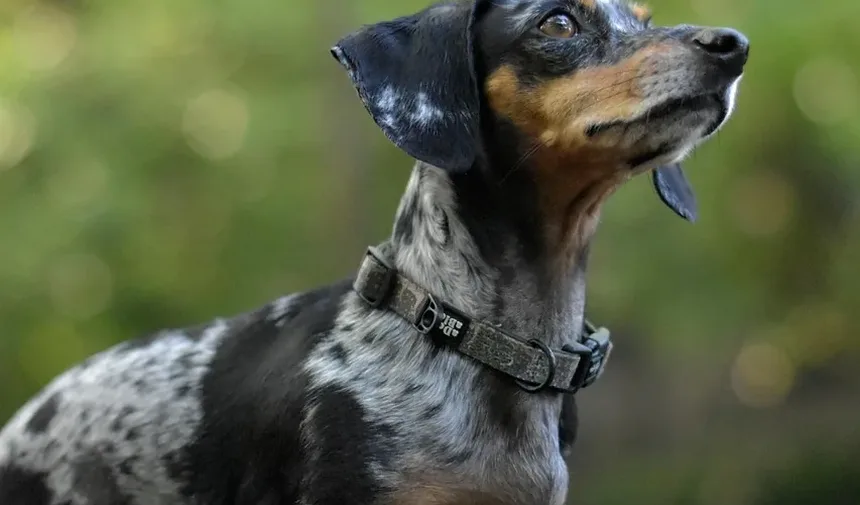 Efeitos Colaterais da Vacina contra Leptospirose para Cães
