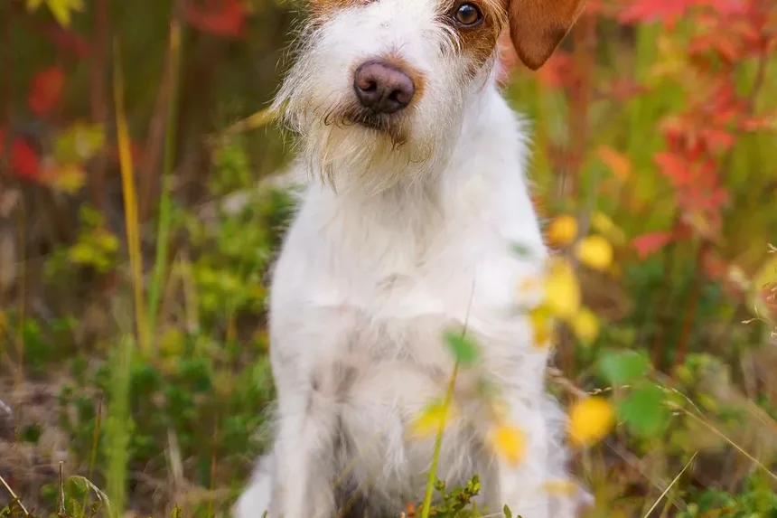 Efeitos Colaterais da Vacina contra Leptospirose para Cães