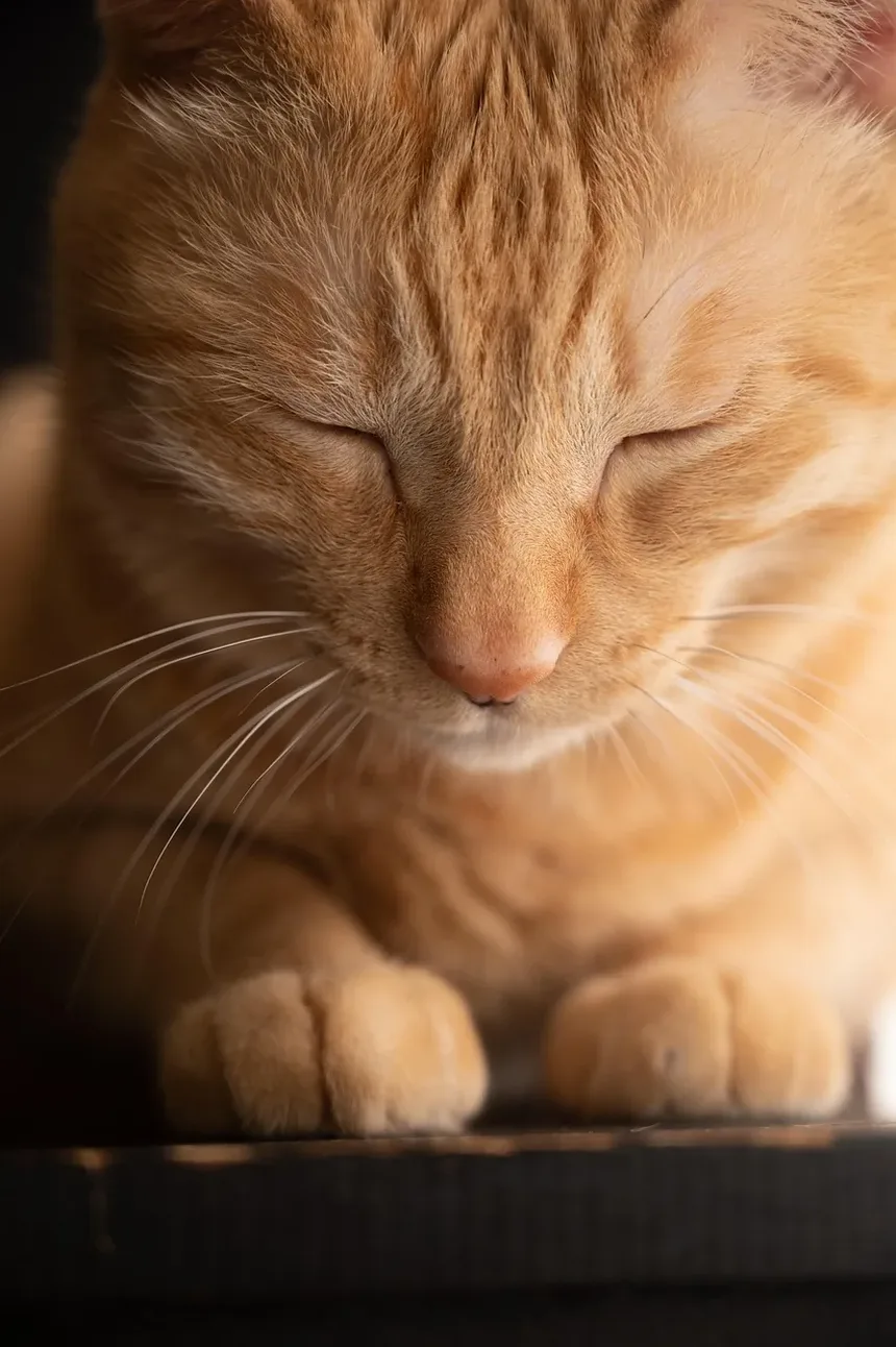 Sinais da Doença de Cushing em Gatos: Um Guia Completo