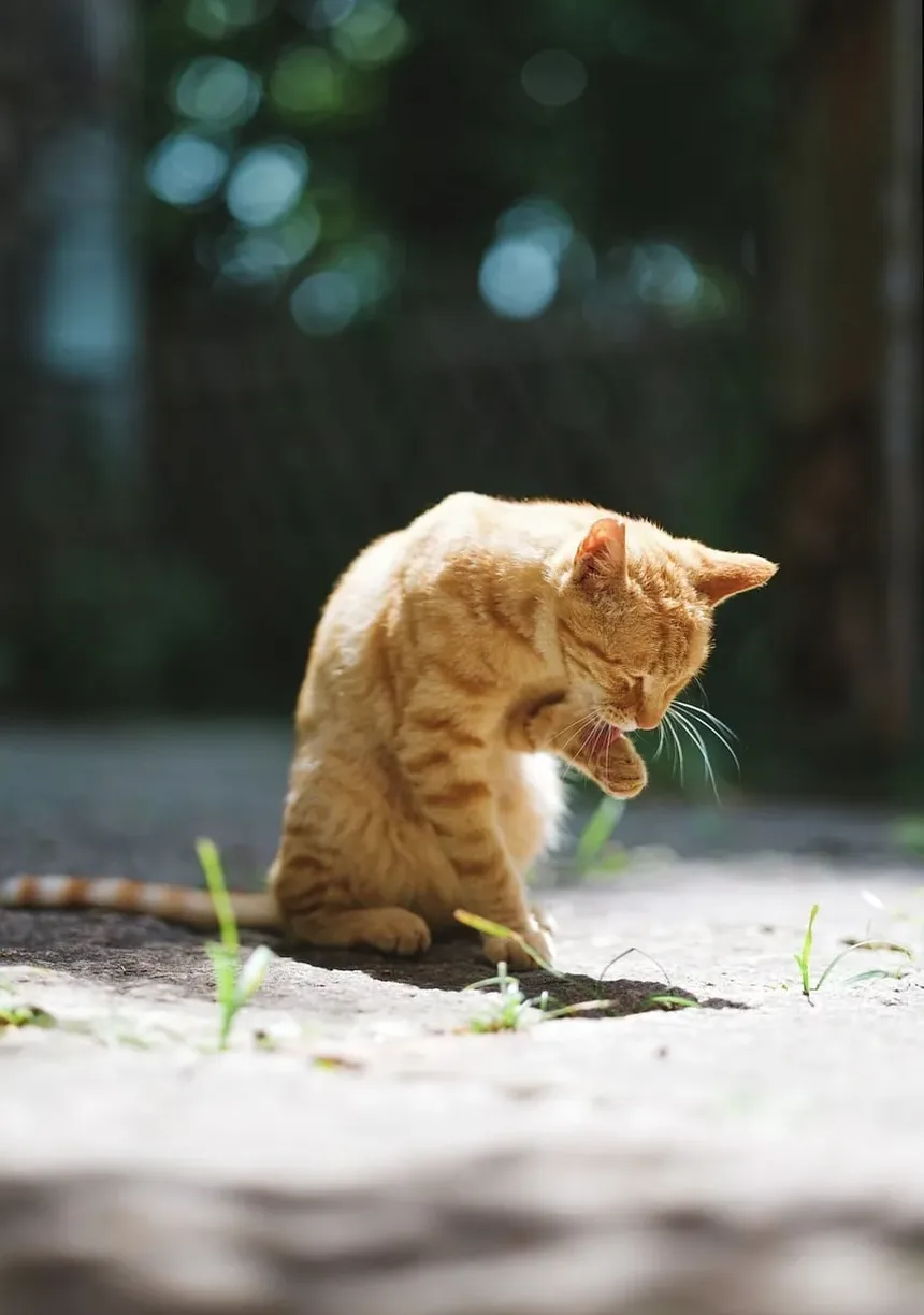 Sinais da Doença de Cushing em Gatos: Um Guia Completo