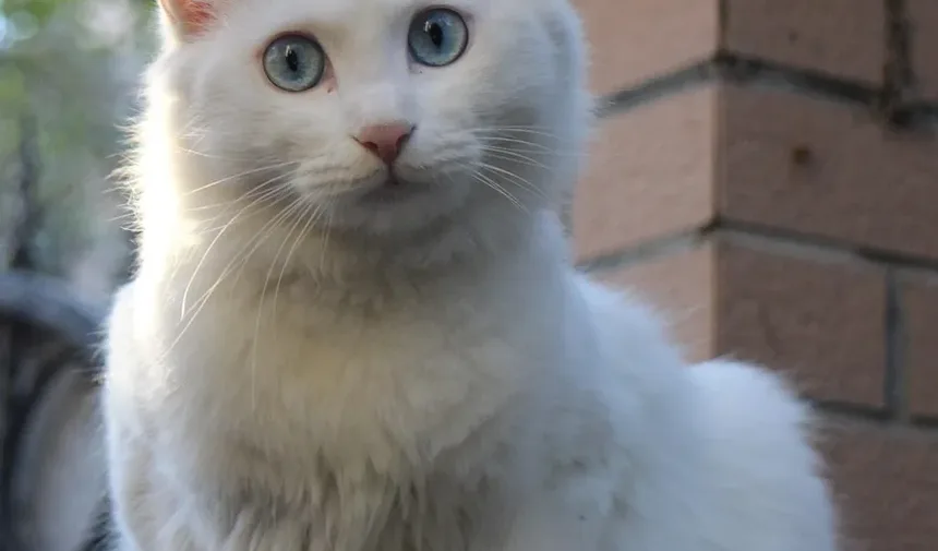 Sinais da Doença de Cushing em Gatos: Um Guia Completo