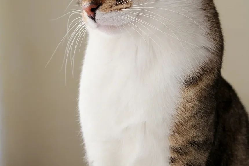 Sinais da Doença de Cushing em Gatos: Um Guia Completo