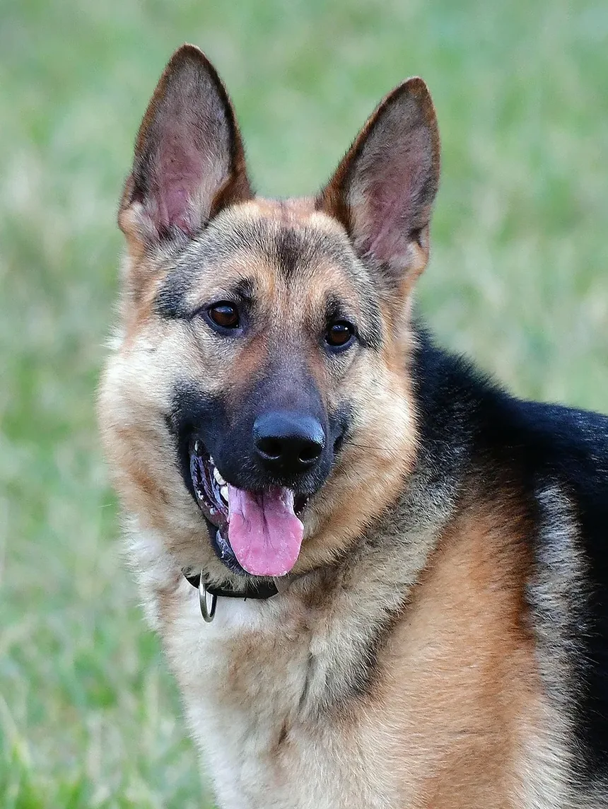 Sinais de Dirofilariose em Cães: O Que Todo Dono de Cachorro Deve Saber