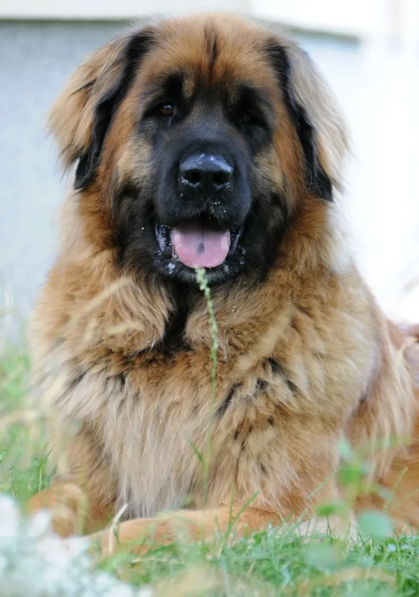 Sinais de Dirofilariose em Cães: O Que Todo Dono de Cachorro Deve Saber