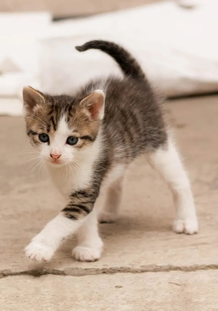 Sinais de Doença nos Olhos dos Gatos: O Que Todo Dono de Gato Deve Saber