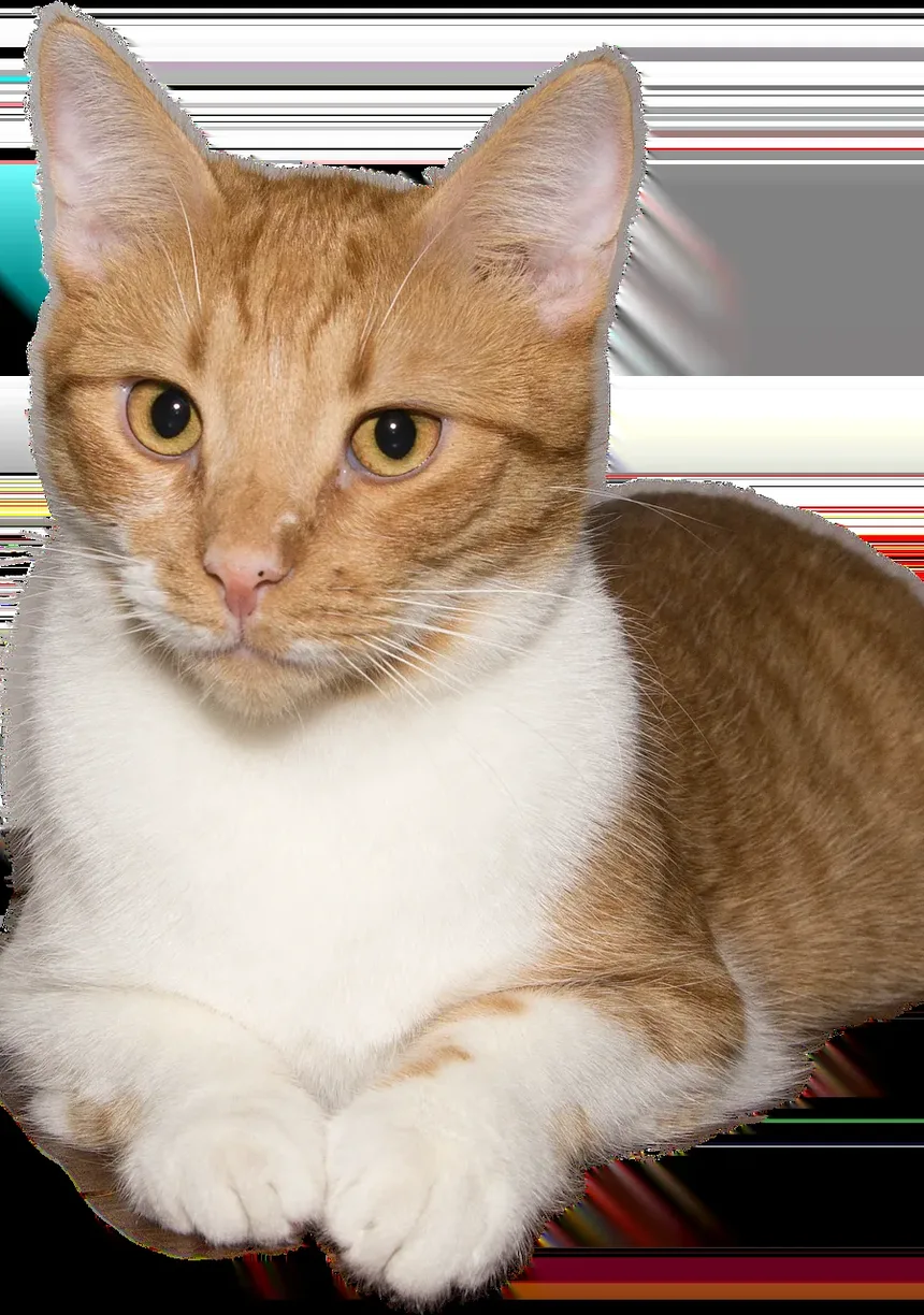 Sinais de Infecção nas Garras do Gato: O Que Todo Dono de Gato Deve Saber
