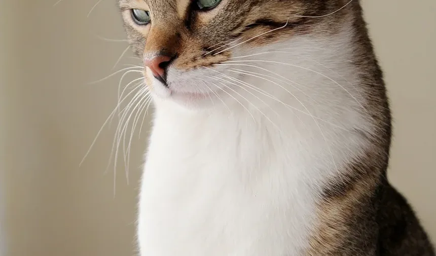 Sinais de Infecção nas Garras do Gato: O Que Todo Dono de Gato Deve Saber